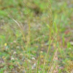 Austrostipa scabra at Wamboin, NSW - 29 Oct 2020 12:44 PM