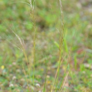 Austrostipa scabra at Wamboin, NSW - 29 Oct 2020