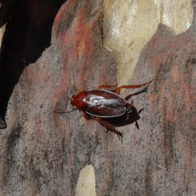 Unidentified Cockroach (Blattodea, several families) at O'Connor, ACT - 20 Jan 2021 by ConBoekel