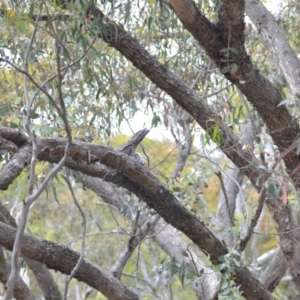 Podargus strigoides at Wamboin, NSW - 29 Oct 2020 12:49 PM