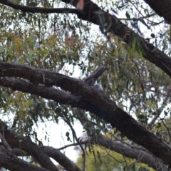 Podargus strigoides at Wamboin, NSW - 29 Oct 2020 12:49 PM