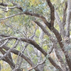 Podargus strigoides at Wamboin, NSW - 29 Oct 2020 12:49 PM