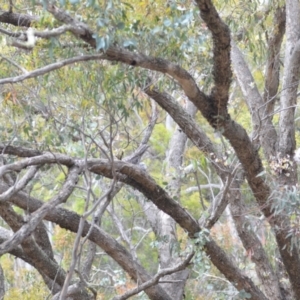 Podargus strigoides at Wamboin, NSW - 29 Oct 2020