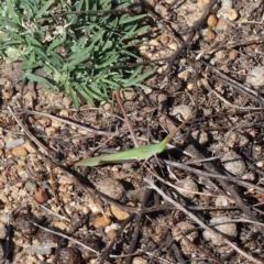 Acrida conica (Giant green slantface) at O'Connor, ACT - 21 Jan 2021 by ConBoekel