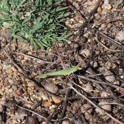 Acrida conica (Giant green slantface) at O'Connor, ACT - 20 Jan 2021 by ConBoekel