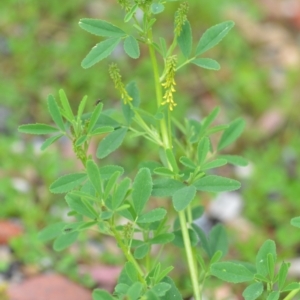 Melilotus indicus at Wamboin, NSW - 7 Nov 2020