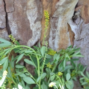 Melilotus indicus at Wamboin, NSW - 7 Nov 2020