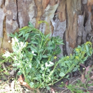 Melilotus indicus at Wamboin, NSW - 7 Nov 2020