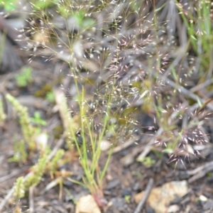 Aira elegantissima at Wamboin, NSW - 29 Oct 2020