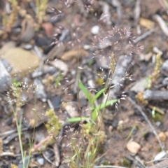 Aira elegantissima at Wamboin, NSW - 29 Oct 2020 01:02 PM