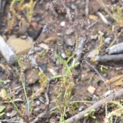 Aira elegantissima at Wamboin, NSW - 29 Oct 2020