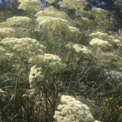 Cassinia longifolia (Shiny Cassinia, Cauliflower Bush) at Majura, ACT - 23 Jan 2021 by alexwatt