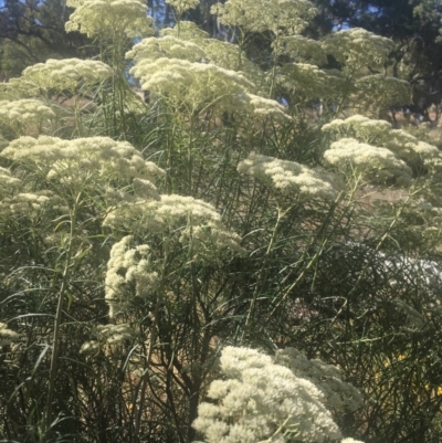 Cassinia longifolia (Shiny Cassinia, Cauliflower Bush) at Majura, ACT - 23 Jan 2021 by alexwatt