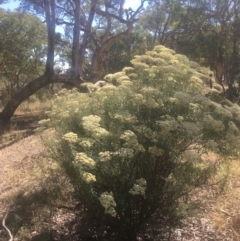 Cassinia longifolia at Majura, ACT - 23 Jan 2021 10:03 AM