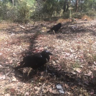 Corvus coronoides (Australian Raven) at Mount Ainslie - 22 Jan 2021 by alex_watt