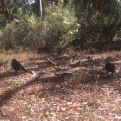 Corvus coronoides at Majura, ACT - 23 Jan 2021