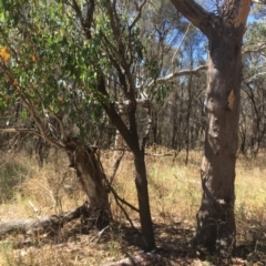 Eucalyptus blakelyi (Blakely's Red Gum) at Majura, ACT - 17 Jan 2021 by alexwatt