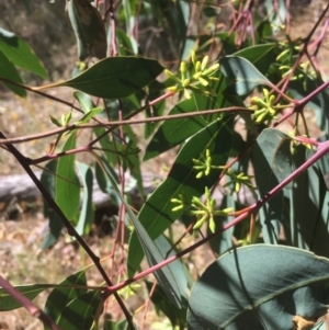 Eucalyptus blakelyi at Majura, ACT - 17 Jan 2021