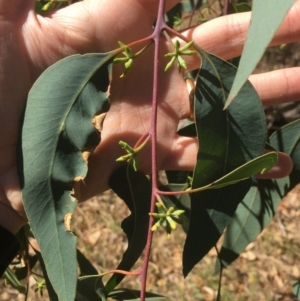 Eucalyptus blakelyi at Majura, ACT - 17 Jan 2021