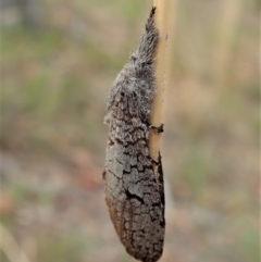 Sympycnodes rhaptodes (A Wood moth (Cossidae)) at Aranda Bushland - 23 Jan 2021 by CathB