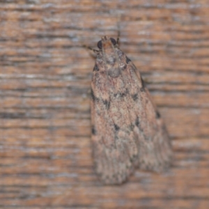 Mimaglossa nauplialis and habitalis at Wamboin, NSW - 2 Nov 2020