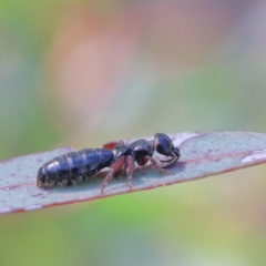 Tiphiidae (family) (Unidentified Smooth flower wasp) at Dryandra St Woodland - 20 Jan 2021 by ConBoekel