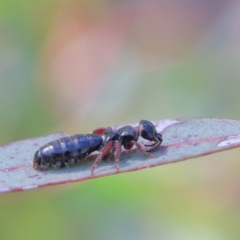 Tiphiidae (family) (Unidentified Smooth flower wasp) at O'Connor, ACT - 21 Jan 2021 by ConBoekel