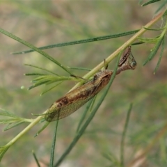 Mantispidae (family) (Unidentified mantisfly) at Holt, ACT - 23 Jan 2021 by CathB