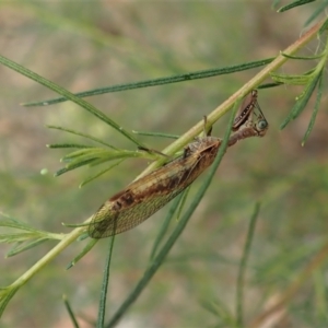 Mantispidae (family) at Holt, ACT - 24 Jan 2021