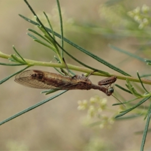 Mantispidae (family) at Holt, ACT - 24 Jan 2021