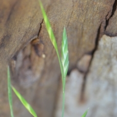 Bromus catharticus at Wamboin, NSW - 2 Nov 2020