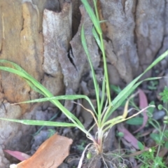 Bromus catharticus at Wamboin, NSW - 2 Nov 2020