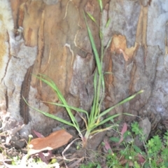 Bromus catharticus at Wamboin, NSW - 2 Nov 2020