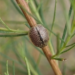 Paropsisterna decolorata (A Eucalyptus leaf beetle) at Holt, ACT - 23 Jan 2021 by CathB