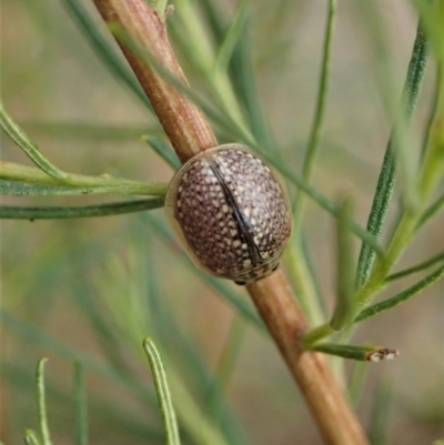 Paropsisterna decolorata (A Eucalyptus leaf beetle) at Holt, ACT - 24 Jan 2021 by CathB