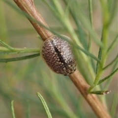 Paropsisterna decolorata at Holt, ACT - 24 Jan 2021