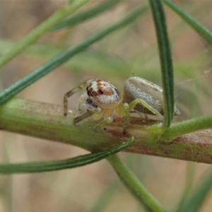 Opisthoncus sp. (genus) at Holt, ACT - 24 Jan 2021 08:16 AM