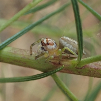 Opisthoncus sp. (genus) (Opisthoncus jumping spider) at Holt, ACT - 24 Jan 2021 by CathB