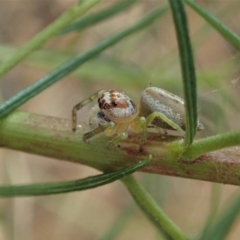 Opisthoncus sp. (genus) (Unidentified Opisthoncus jumping spider) at Holt, ACT - 23 Jan 2021 by CathB