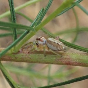 Opisthoncus sp. (genus) at Holt, ACT - 24 Jan 2021