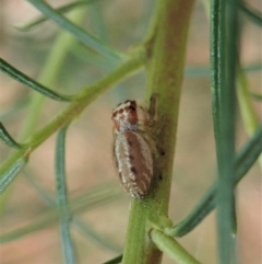 Opisthoncus sp. (genus) at Holt, ACT - 24 Jan 2021 08:16 AM