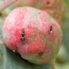 Chalcidoidea (superfamily) (A gall wasp or Chalcid wasp) at Cook, ACT - 23 Jan 2021 by CathB