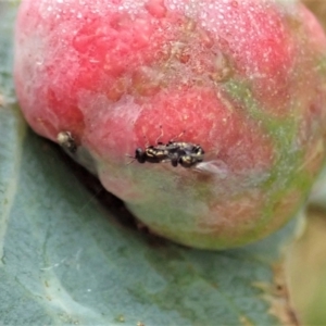 Chalcidoidea (superfamily) at Cook, ACT - 24 Jan 2021