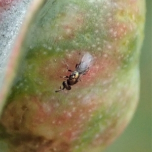 Chalcidoidea (superfamily) at Cook, ACT - 24 Jan 2021