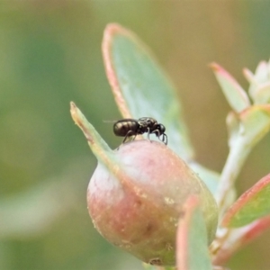 Chalcidoidea (superfamily) at Cook, ACT - 24 Jan 2021 07:56 AM