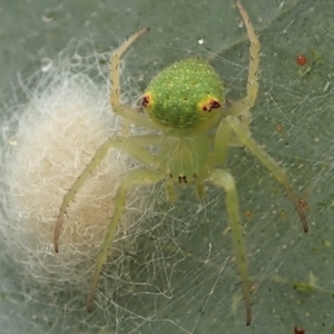 Araneus circulissparsus (species group) at Cook, ACT - 24 Jan 2021