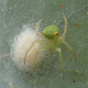 Araneus circulissparsus (species group) at Cook, ACT - 24 Jan 2021 07:50 AM