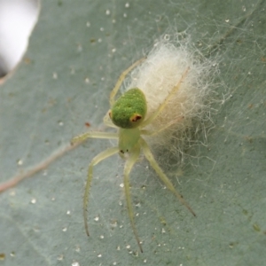 Araneus circulissparsus (species group) at Cook, ACT - 24 Jan 2021