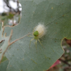 Araneus circulissparsus (species group) at Cook, ACT - 24 Jan 2021 07:50 AM