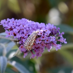 Utetheisa pulchelloides (Heliotrope Moth) at Mawson, ACT - 25 Jan 2021 by Lindell